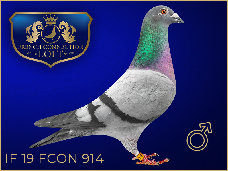 IF 19 FCON 914