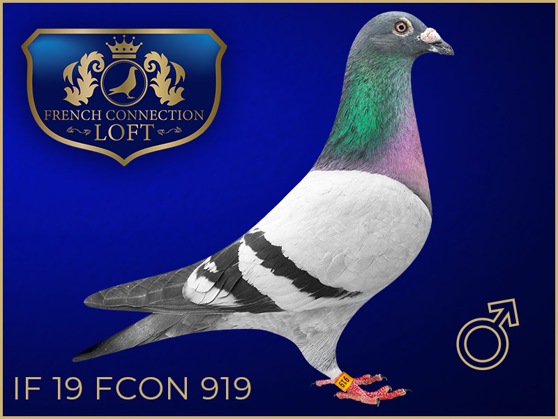 IF 19 FCON 919