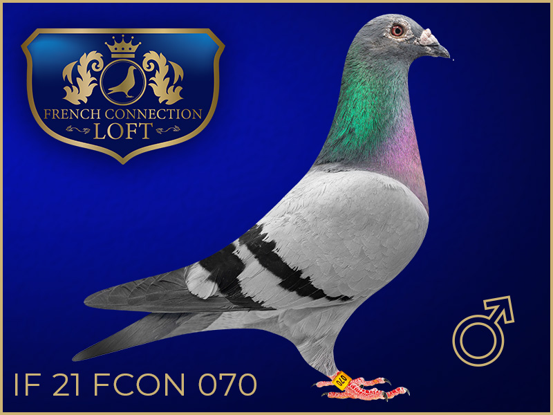 IF 21 FCON 070