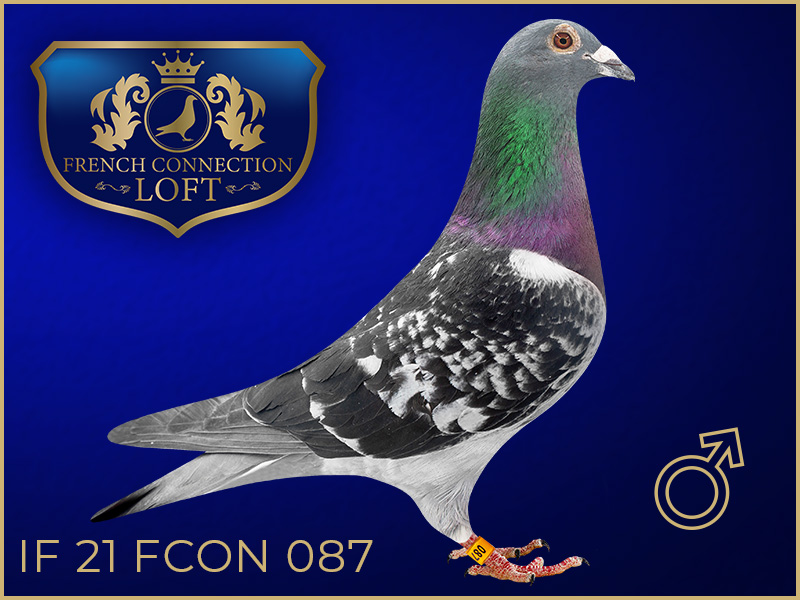 IF 21 FCON 087
