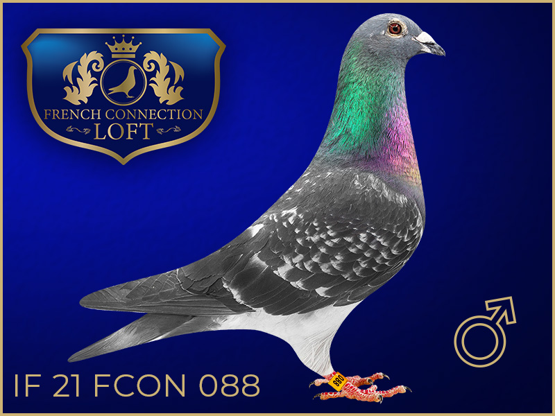 IF 21 FCON 088