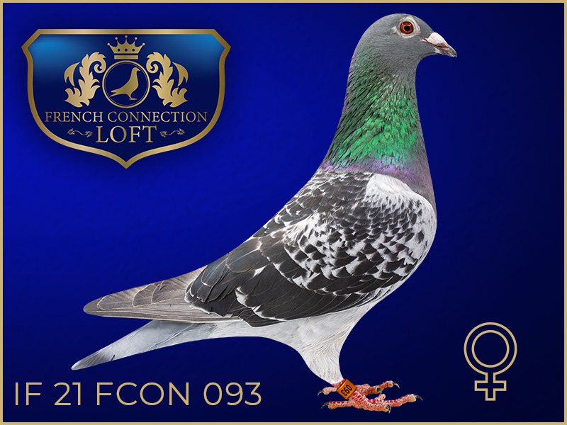 IF 21 FCON 093