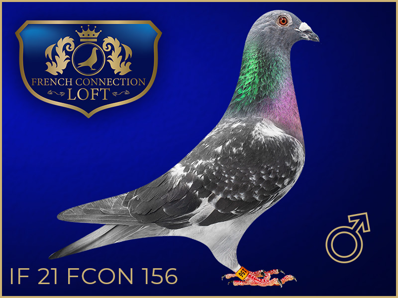 IF 21 FCON 156