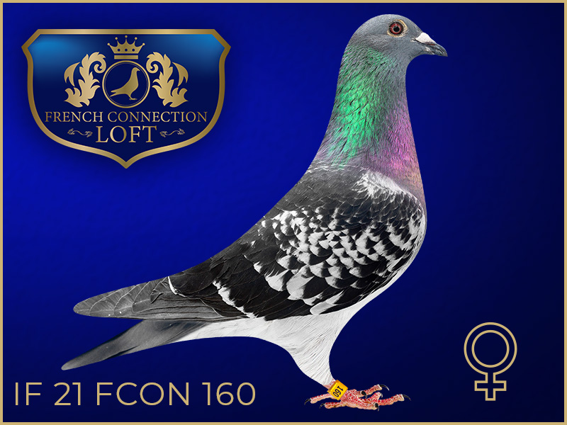 IF 21 FCON 160