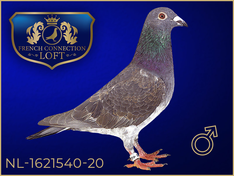 NL 1621540 20